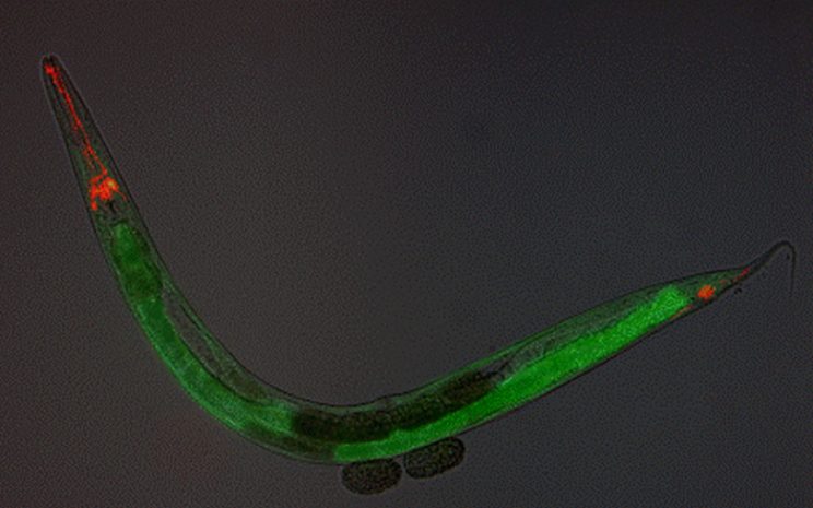 Neurobióloga UST investiga alternativas para estudiar y tratar Enfermedades Neurodegenerativas