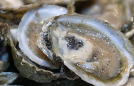 Ostra Chilena