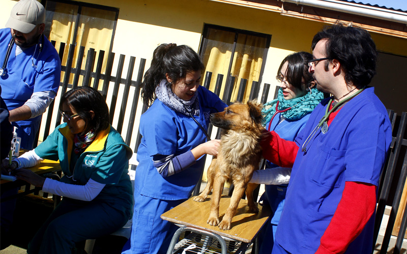 El Médico Veterinario como Profesional del Área de la Salud
