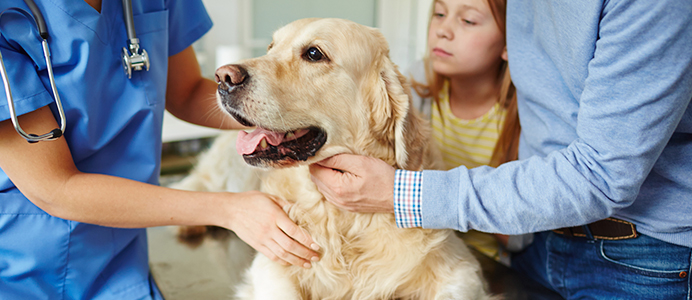 Diplomado en Patología Clínica Veterinaria en Animales de Compañía