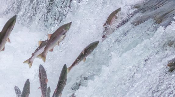 Universidad Santo Tomás obtiene patente de invención nacional por la creación de un Sistema de cuantificación de antibióticos en salmones
