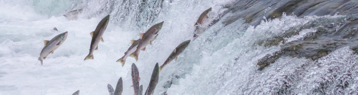 Universidad Santo Tomás obtiene patente de invención nacional por la creación de un Sistema de cuantificación de antibióticos en salmones