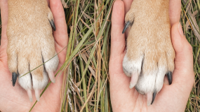 Información del Observatorio